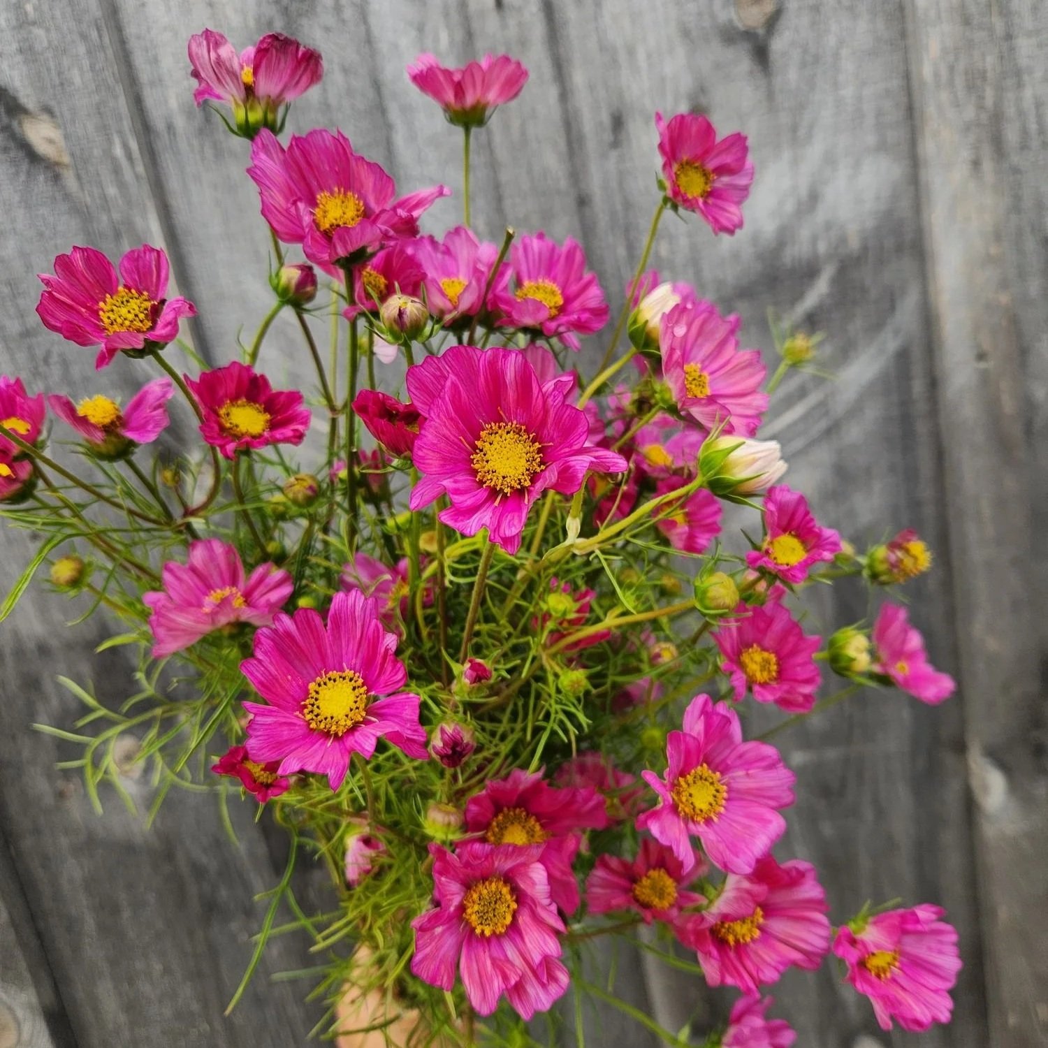 Cosmos Afternoon White Cut Flower Plants-Long River Family Farm